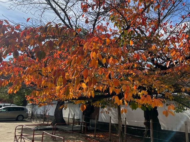 日本大阪四天王寺｜佔地好大又氣派，很漂亮的地方