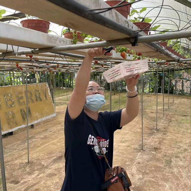 说走就走的金马仑一日游
