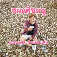 ถนนสีชมพู ชมพูพันธุ์ทิพย์ ม.เกษตร กำแพงแสน