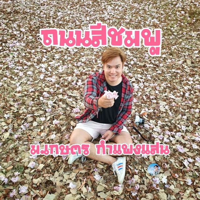 ถนนสีชมพู ชมพูพันธุ์ทิพย์ ม.เกษตร กำแพงแสน