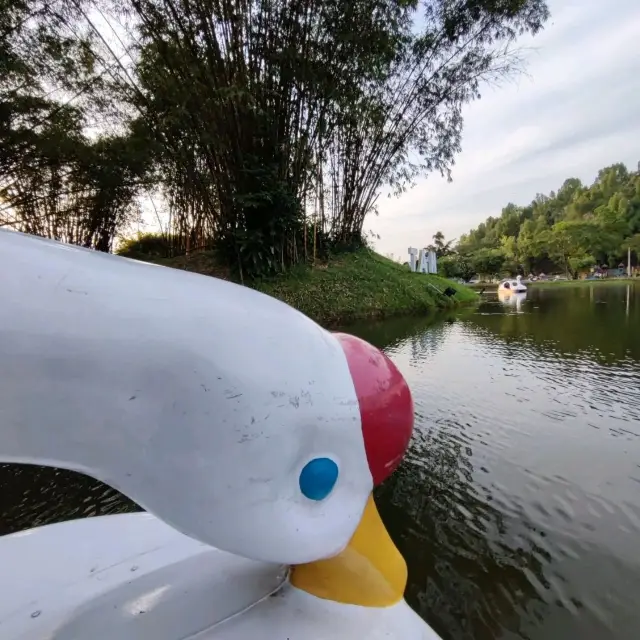 Riding Paddle Boat in Taiping Lake Gardens