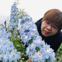 Flower Garden