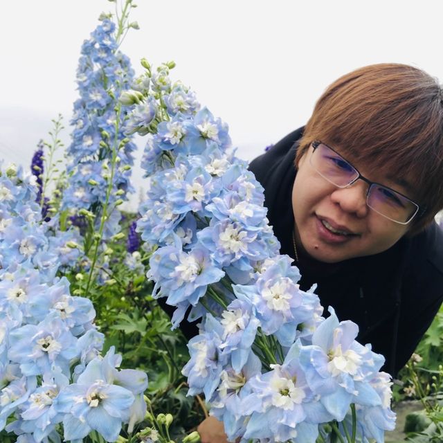 Flower Garden