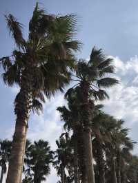 제주, 야자수가 가득한 이국적인 금능해수욕장 🏝