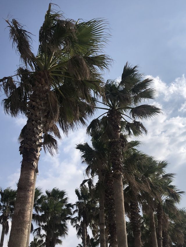 제주, 야자수가 가득한 이국적인 금능해수욕장 🏝
