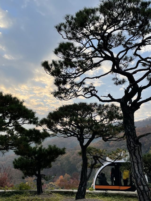 가을 단풍 맛집 :: 화담숲🍂🤍