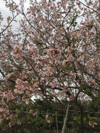 櫻花🌸盛開時｜台北天元宮