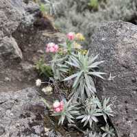 Hiking up Kilimanjaro 