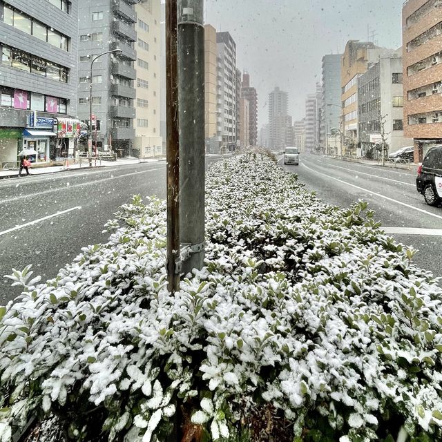 東京が雪景色に！