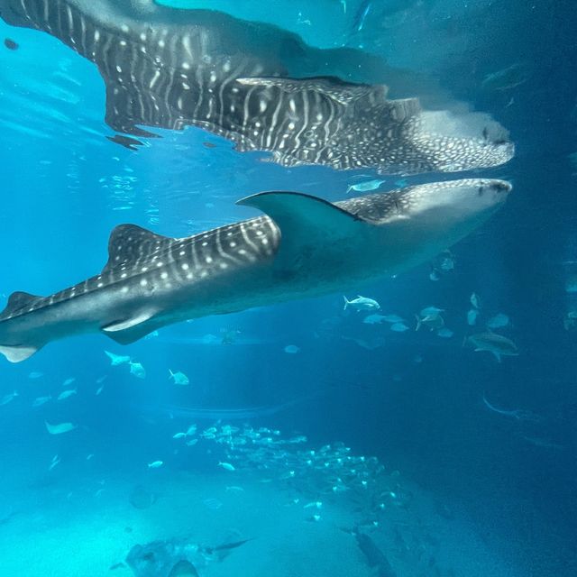 【海遊館】世界最大級の水族館！