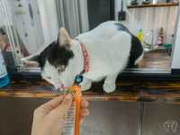 Maew Pee Cafe, แมวผีคาเฟ่ @แม่โจ้ เชียงใหม่ 🐱🐱
