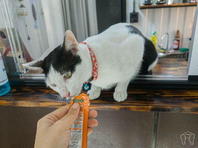 Maew Pee Cafe, แมวผีคาเฟ่ @แม่โจ้ เชียงใหม่ 🐱🐱