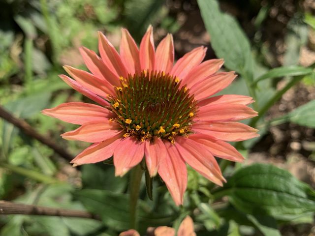 遊香港．將軍澳賞花好去處