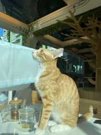 港版《大叔的愛》取景餐廳 - 貓之茶房🐱