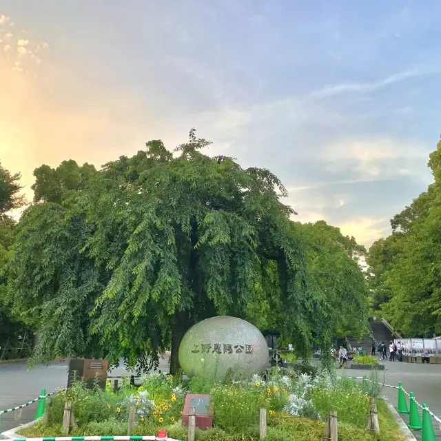 Buổi chiều ở công viên Ueno