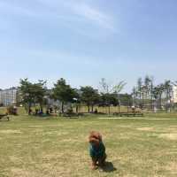 도심 속의 캠핑, ⛺️천안 신방공원에서 반려견과 즐기는 여름 소풍