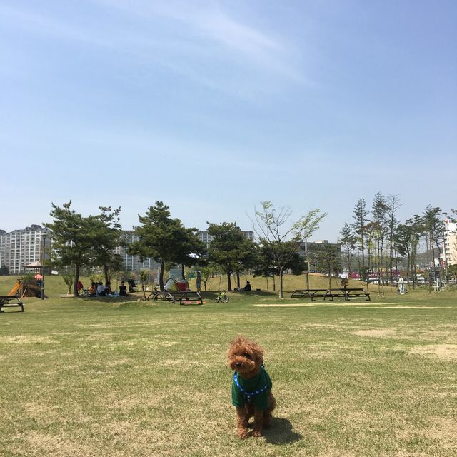 도심 속의 캠핑, ⛺️천안 신방공원에서 반려견과 즐기는 여름 소풍