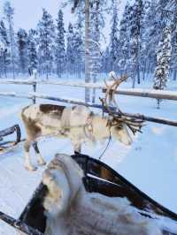 Reindeer Sleigh Ride @Lapland 