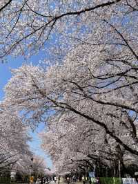 진해 벚꽃 명소:: 경화역🌸🌸🌸
