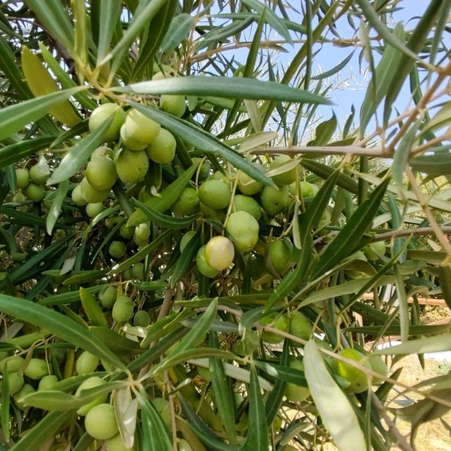 Olive Oil 