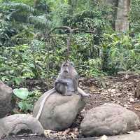 The Incredible Monkey Forest in Bali 