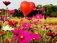 🌺🌸BALLOONS OVER COSMOS MEADOWS 🌺🌸