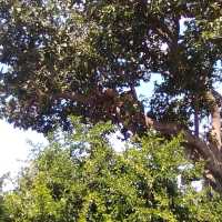 uganda's Tree climbing lions 