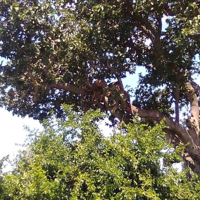 uganda's Tree climbing lions 