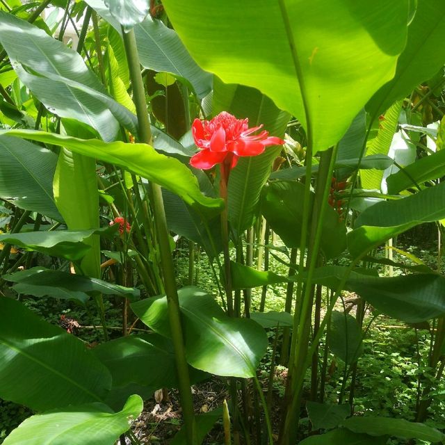 Awesome Natural Beauty at the Botanical Park