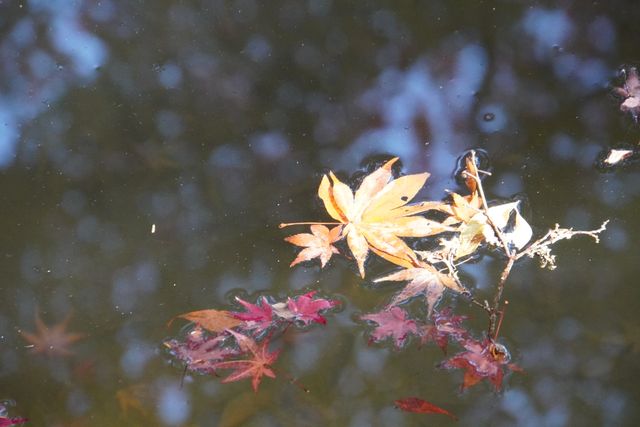 Autumn trip to Kyoto, Japan, enjoy the beauty of Bishamon-do and the red leaves of Daigo-ji Temple.