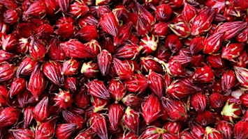 Remarkable Roselle: Exploring Edible Hibiscus in Central Florida | UF IFAS Extension Orange County