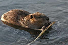 Ecosystem Engineers - Beaver Paddle Trip | Cook Family Park Boat Ramp