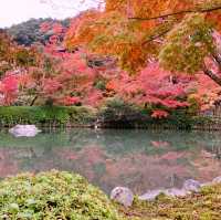 京都[紅葉めぐり]  永観堂[禅林寺]  (感動の庭園編)