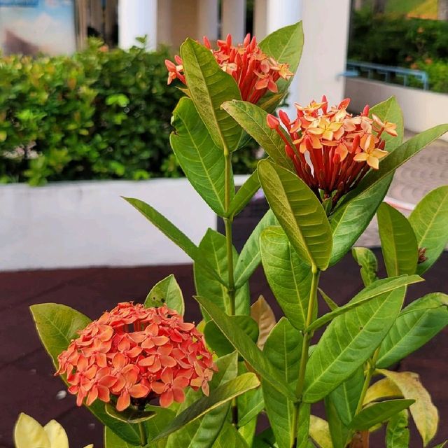 春遊好去處 ～ 鮮花盛放的黃金海岸 