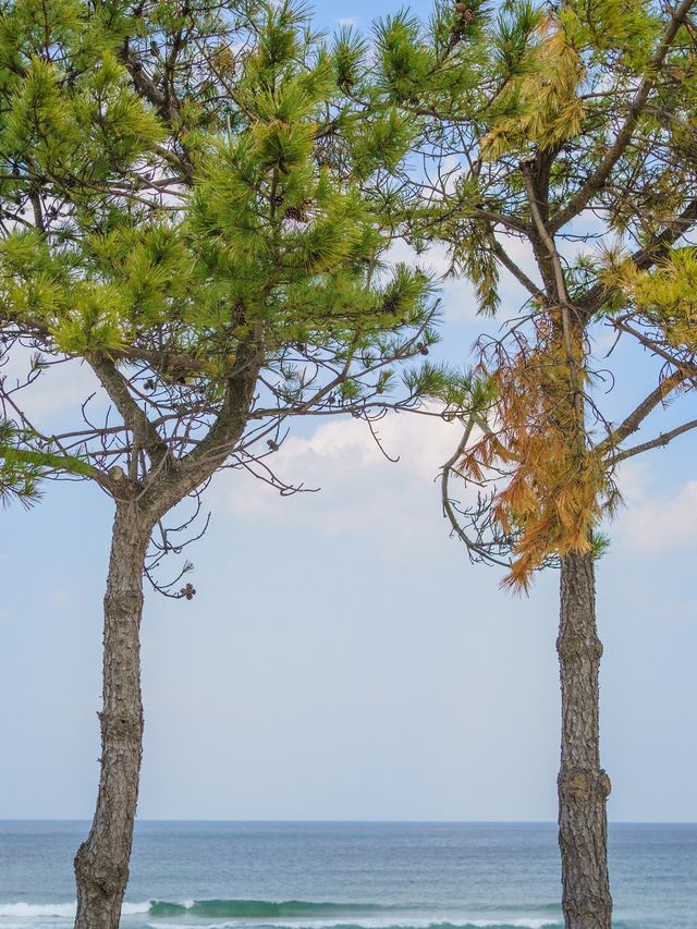 강릉 청량청량한 오션뷰 BTS버스정류장 🚏