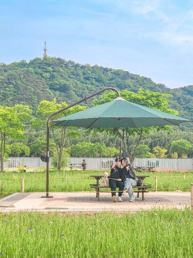 가볍게 산책하기 좋은 #태화강국가정원 🌿 