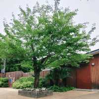 揚げたこ焼きが人気！京都市動物園テイクアウト専門店