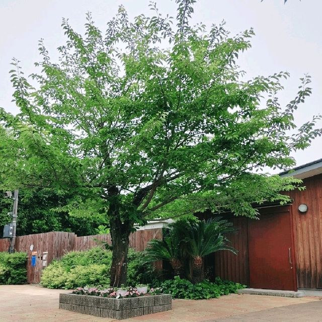 揚げたこ焼きが人気！京都市動物園テイクアウト専門店