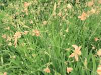 藝術公園賞花好去處