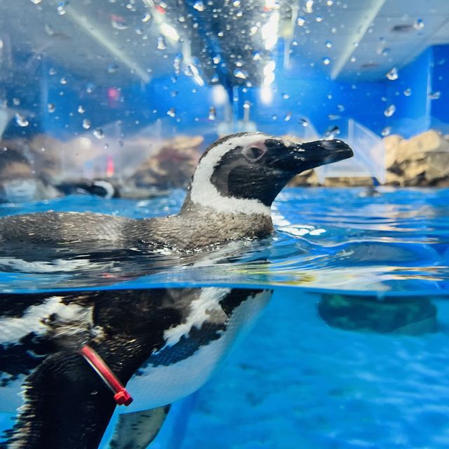 X Park 水族管 