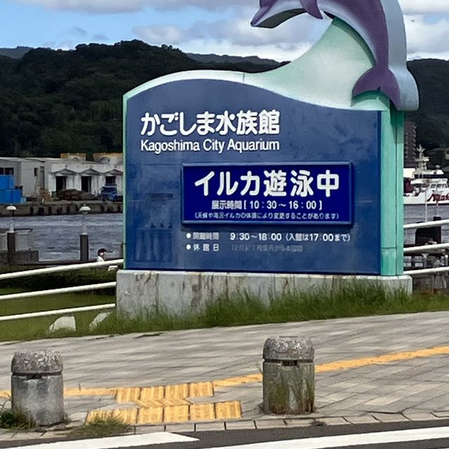 【鹿児島】水路でイルカを無料で見学できる