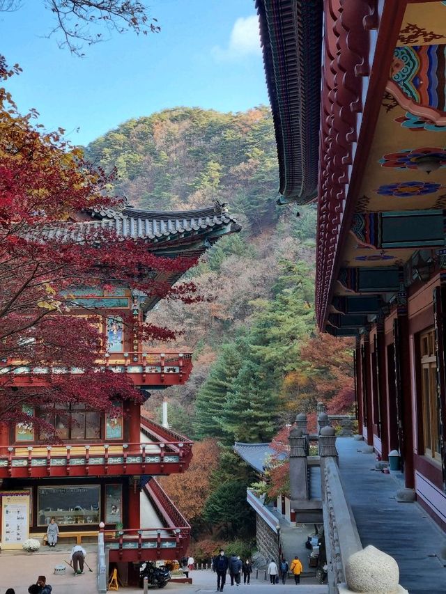 일본에 온 거 같은 단양 구인사