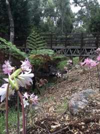 beautiful garden in Perth WA