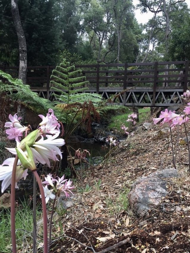 beautiful garden in Perth WA