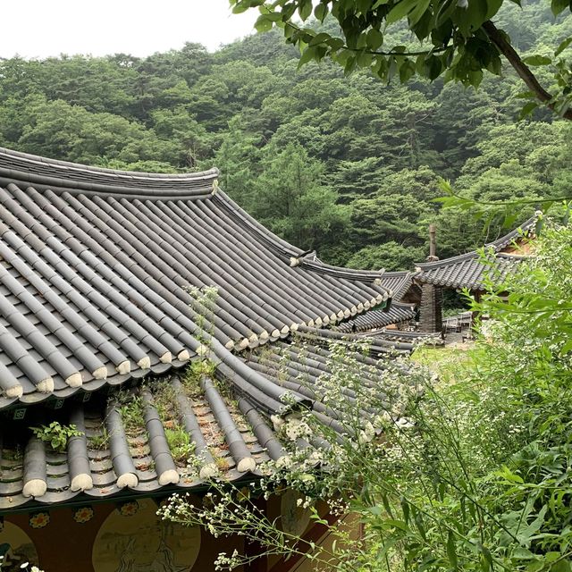 속세에서 벗어나고 싶을 땐, 용문사 템플스테이🪷