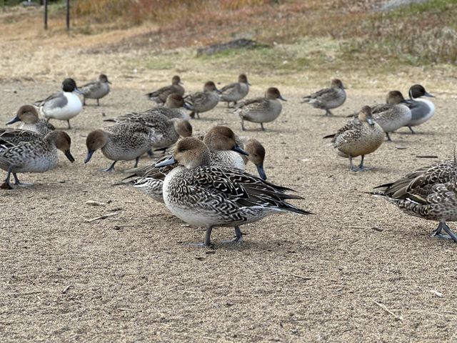 【福島】猪苗代湖とかわいいカモ🦆