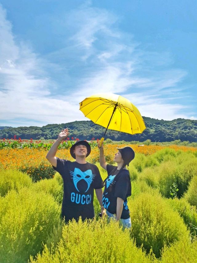 경기도 꽃구경은 여기! 연천 임진강댑싸리 공원💜