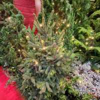 北歐森林聖誕夢幻世界🎄 ~ 銅鑼灣時代廣場
