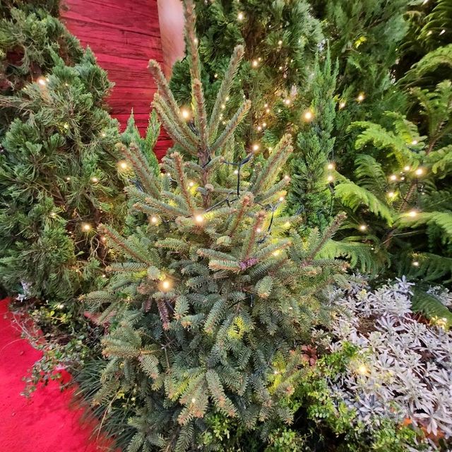 北歐森林聖誕夢幻世界🎄 ~ 銅鑼灣時代廣場