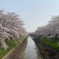 奈良｜佐保川～此生見過最美的櫻花！